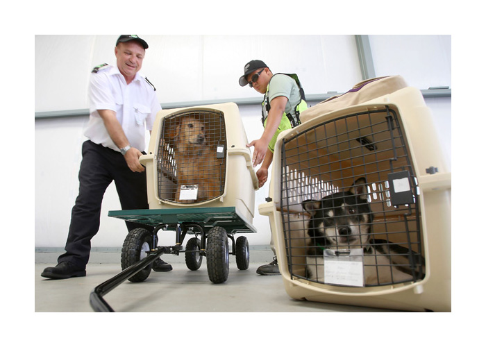 Traslado aereo de Mascotas